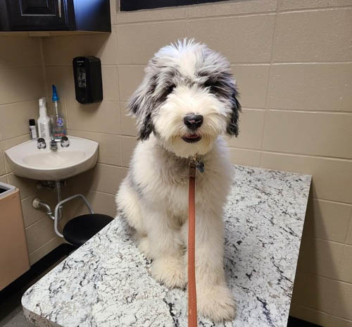 merle-sheepadoodle-dog-colors-11