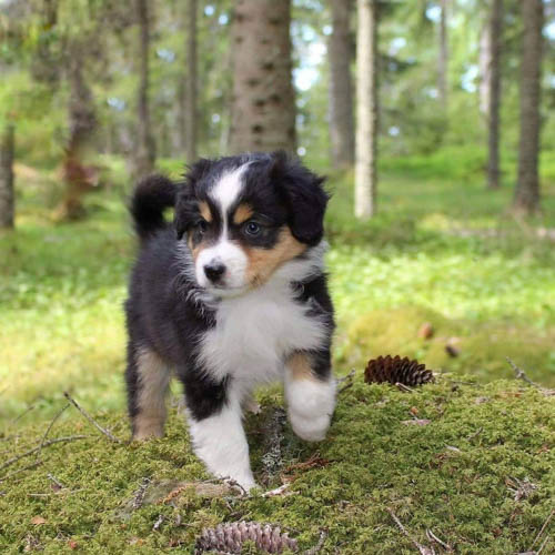 miniature-american-shepherd-dog-colors-2