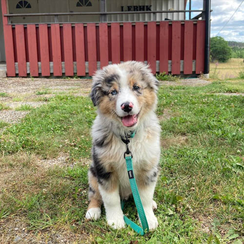 miniature-american-shepherd-dog-colors-7