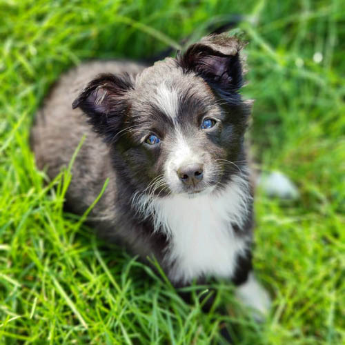 miniature-american-shepherd-dog-colors-8