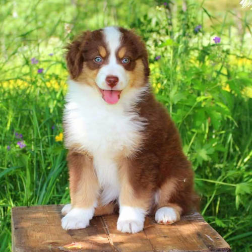 miniature-american-shepherd-dog-colors