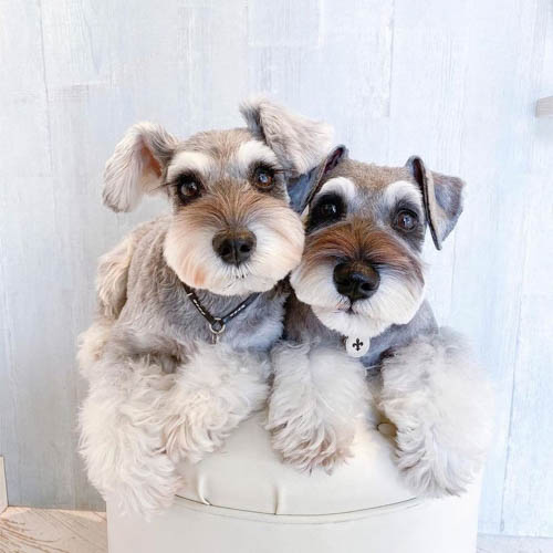 miniature-schnauzer-dog-colors-10