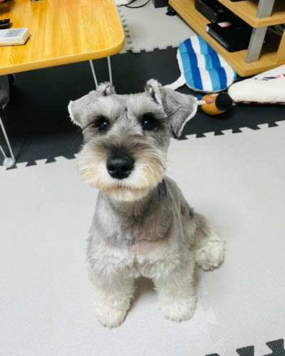 miniature-schnauzer-dog-colors-5