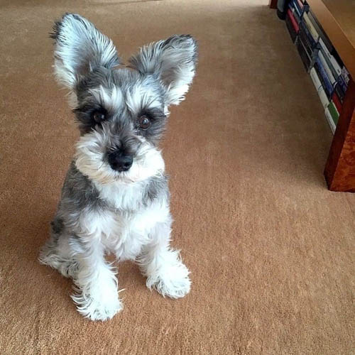 miniature-schnauzer-dog-colors-6