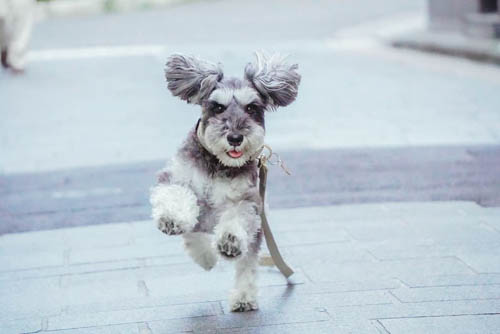 miniature-schnauzer-dog-colors