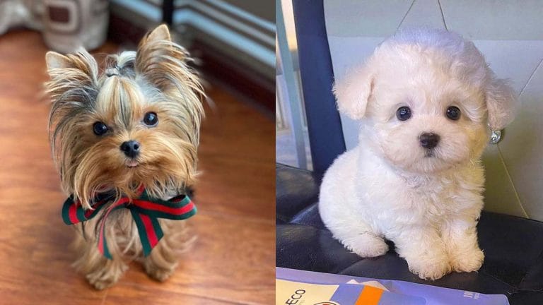 15 Things That Only Small Dog Owners Understand 1 only-small-dog-owners-understand