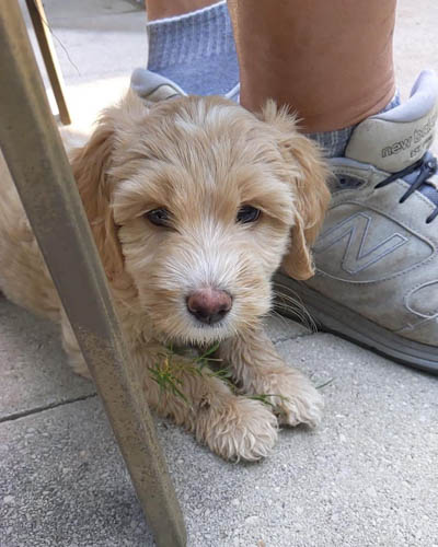 parchment-labradoodle-color