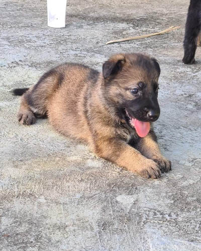 sable-german-shepherd-color