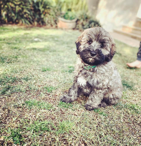 sable-labradoodle-color