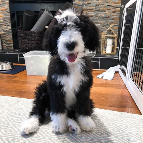 sheepadoodle-dog-colors-2