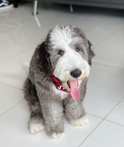 sheepadoodle-dog-colors-6