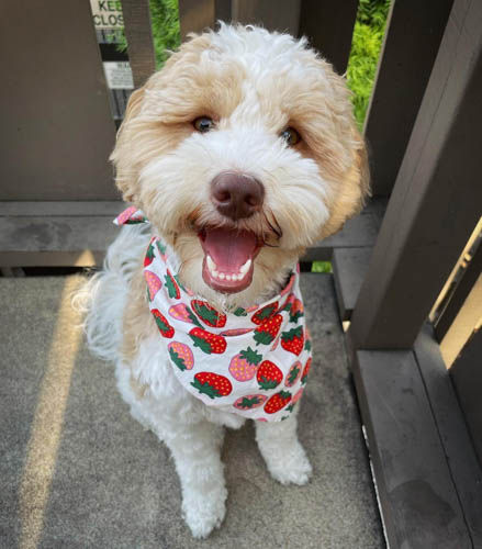 sheepadoodle-dog-colors-8