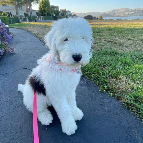 sheepadoodle-dog-colors-9