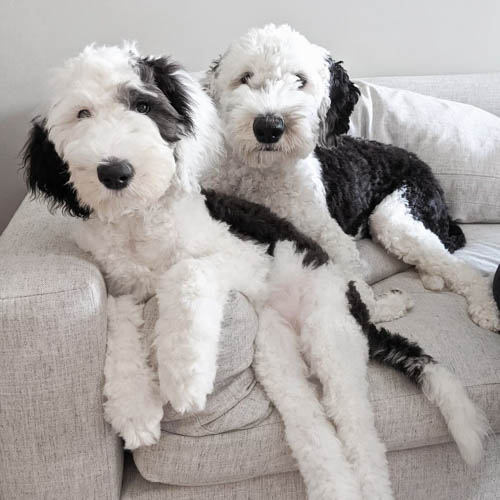 sheepadoodle-dog-colors