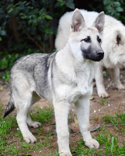 silver-german-shepherd-colors