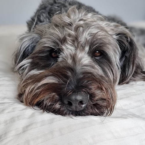 silver-labradoodle-color