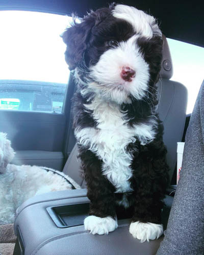 tuxedo-labradoodle-color