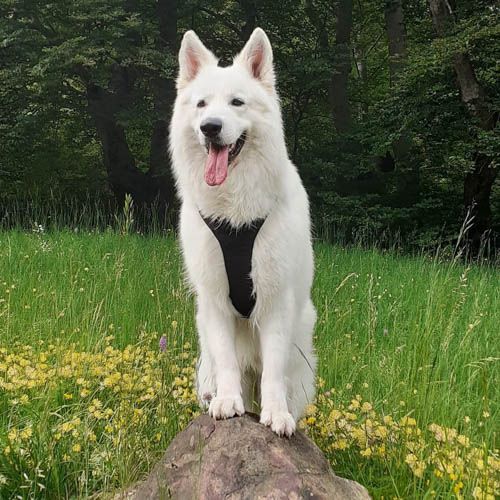 white-german-shepherd-color