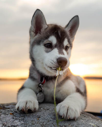 why-huskies-like-to-talk-2