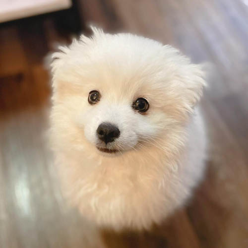 american-eskimo-dog-breed-11