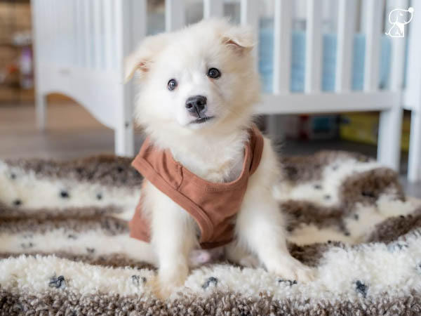 american-eskimo-dog-breed-4