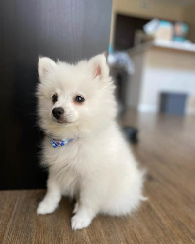 american-eskimo-dog-breed-6