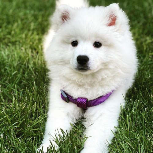 american-eskimo-dog-breed-7