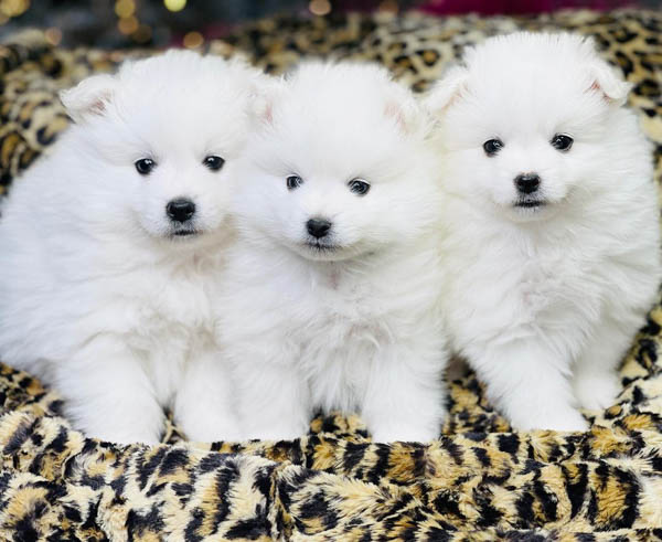 american-eskimo-dog-breed-8