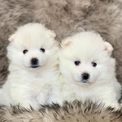 american-eskimo-dog-breed-9