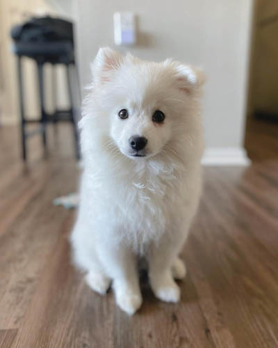 american-eskimo-dog-breed