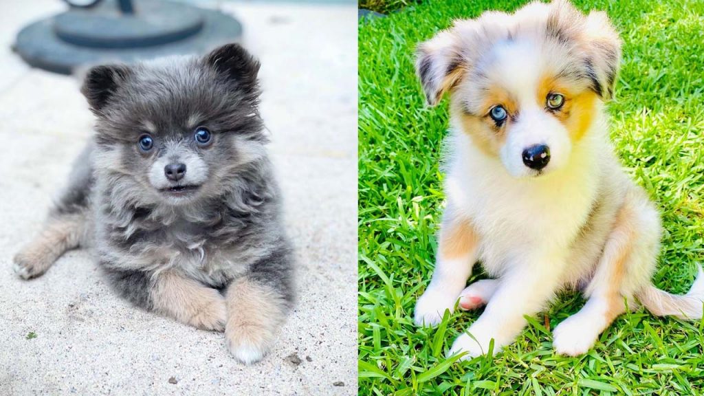 aussiepom-australian-shepherd-pomeranian-mix-dog-breed