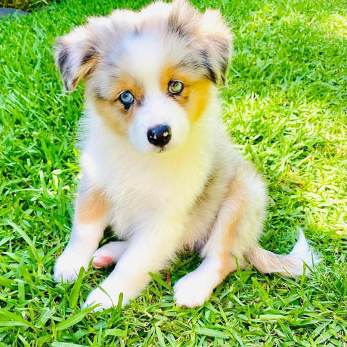 aussiepom-australian-shepherd-pomeranian-mix-dog-breed-3