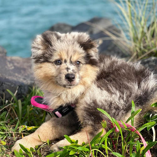 aussiepom-australian-shepherd-pomeranian-mix-dog-breed-4