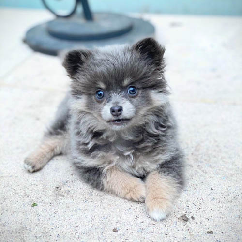 aussiepom-australian-shepherd-pomeranian-mix-dog-breed-8