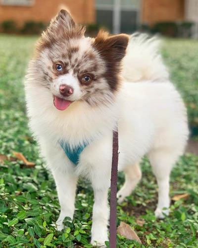 aussiepom-australian-shepherd-pomeranian-mix-dog-breed-9