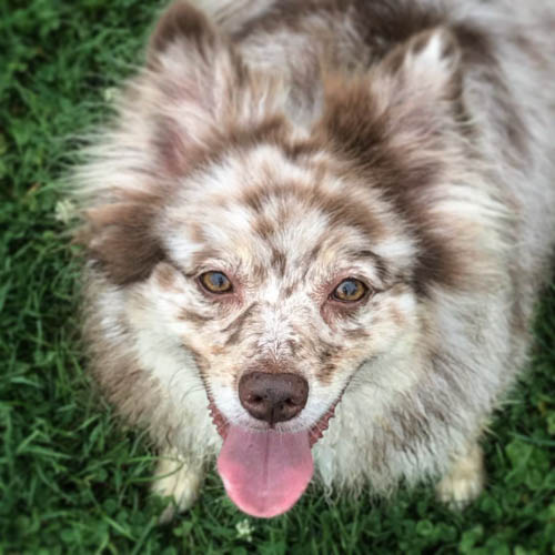 aussiepom-australian-shepherd-pomeranian-mix-dog-breed