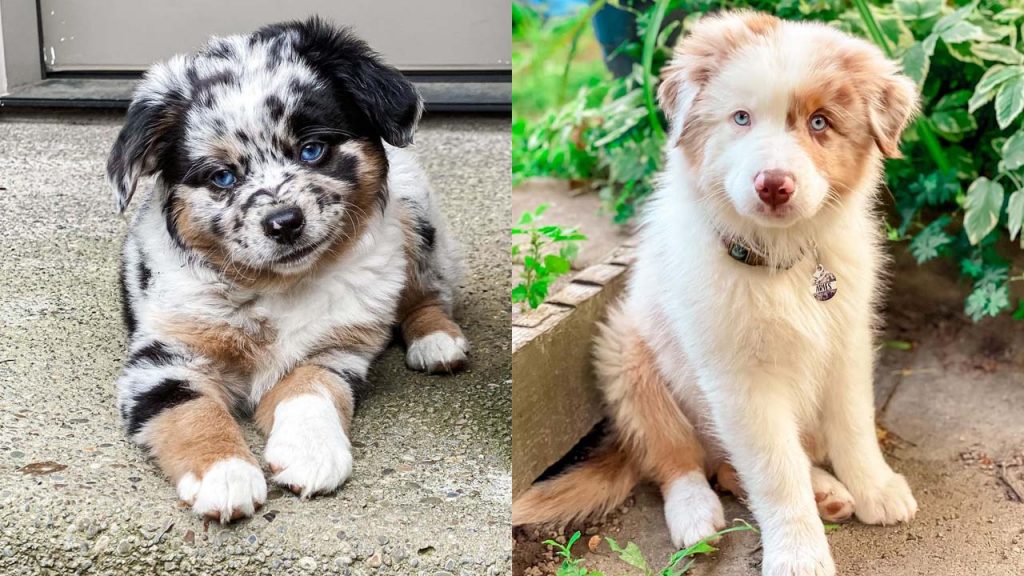 australian-shepherd-dog-colors