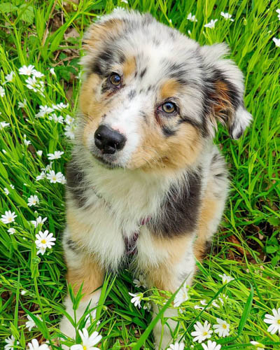 australian-shepherd-dog-colors-4