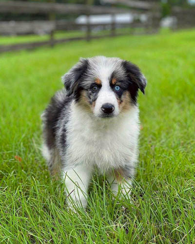 australian-shepherd-dog-colors-7