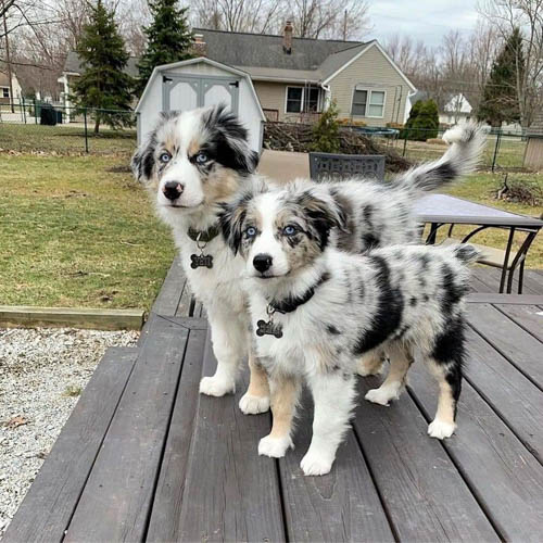 australian-shepherd-dog-colors