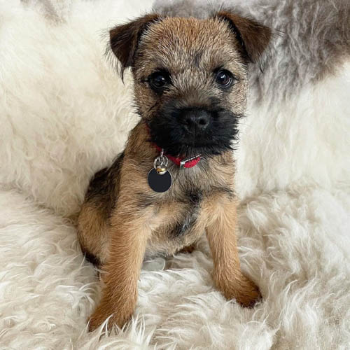 border-terrier-dog-breed-11