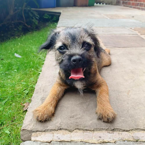 border-terrier-dog-breed-3