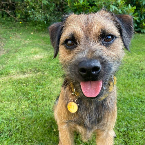 border-terrier-dog-breed-4