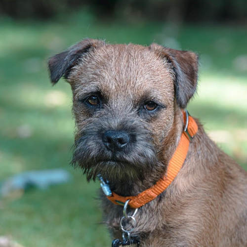 border-terrier-dog-breed-6