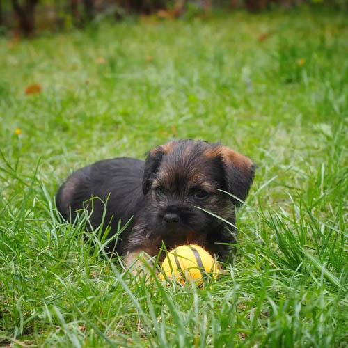 border-terrier-dog-breed-7