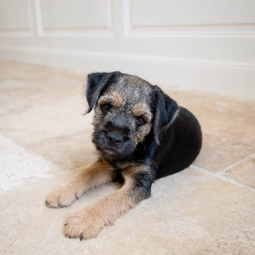 border-terrier-dog-breed-9