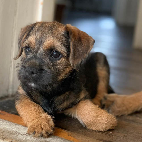 border-terrier-dog-breed