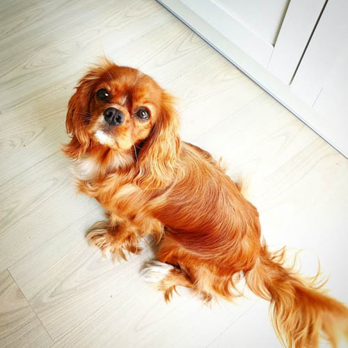 cavalier-king-charles-spaniel-dog-colors-2