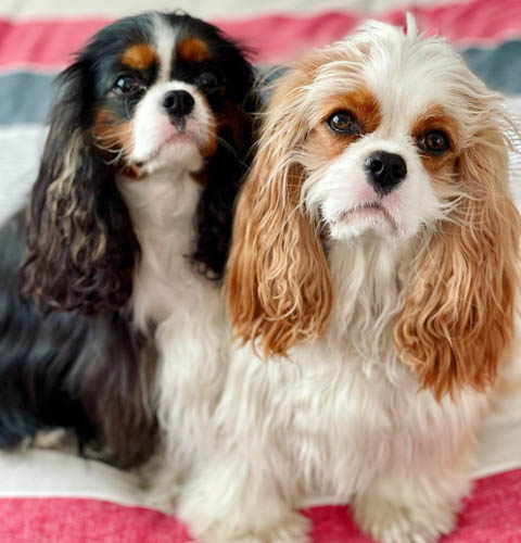 cavalier-king-charles-spaniel-dog-colors