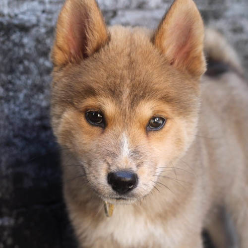 chowsky-chow-chow-siberian-husky-mix-10